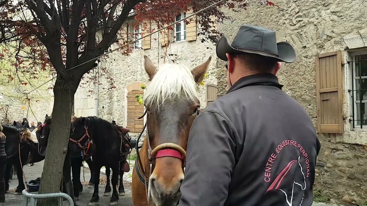 Transhumance des Chevaux de Mérens Villefranche de Conflent dans les Pyrénées Orientales