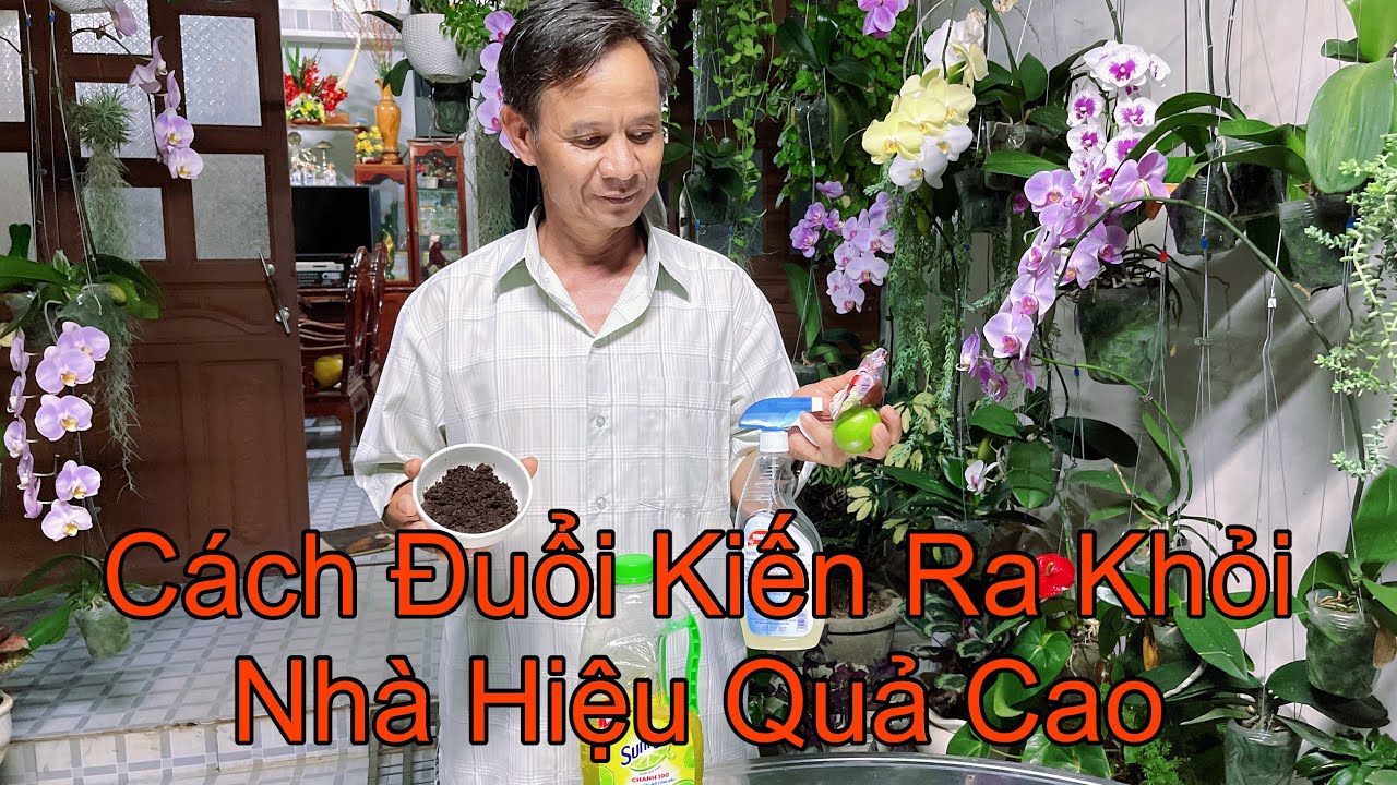 Cách Làm Thuốc Xịt Đuổi Kiến Ra Khỏi Nhà Trong Nháy Mắt Không Độc Hại