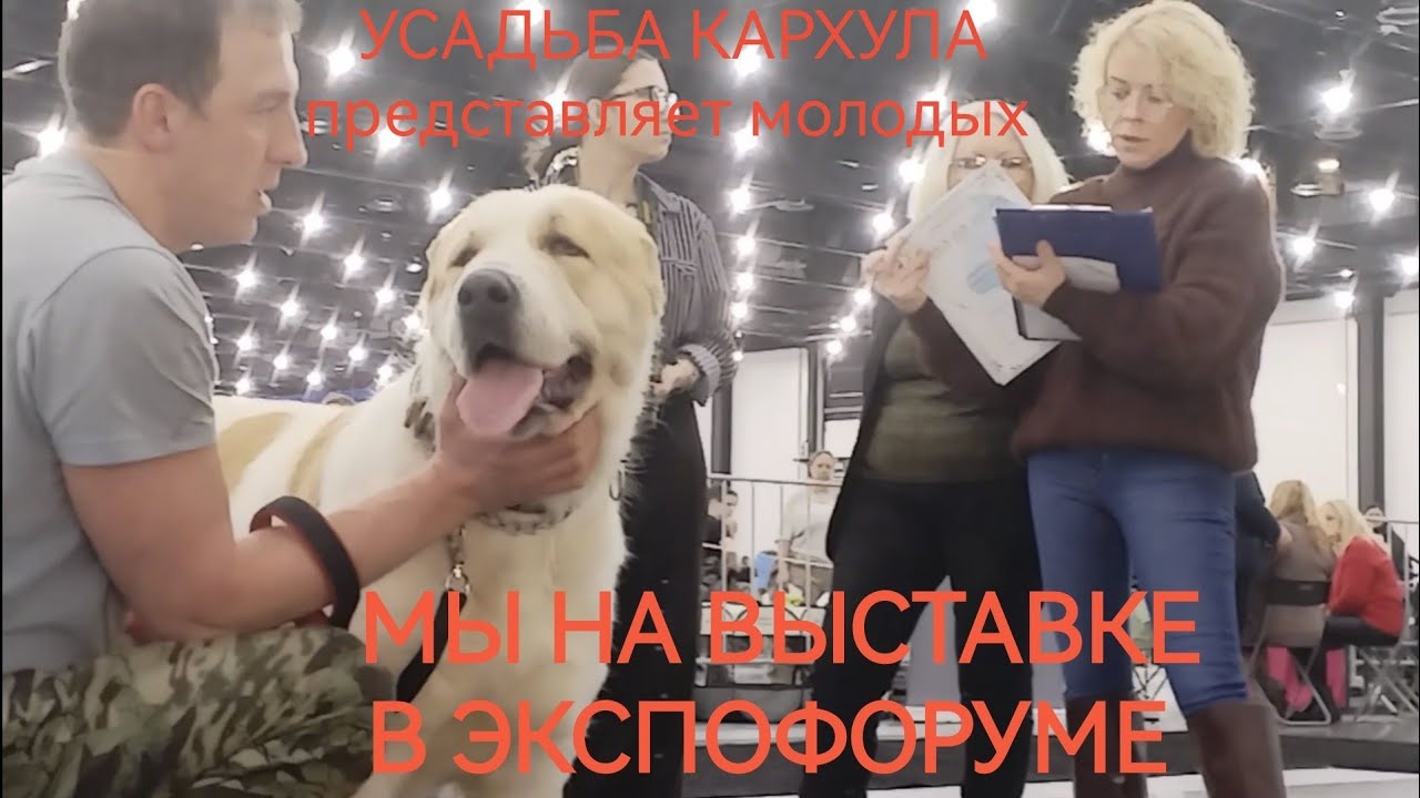 Наши собаки на выставке в Экспофоруме. 