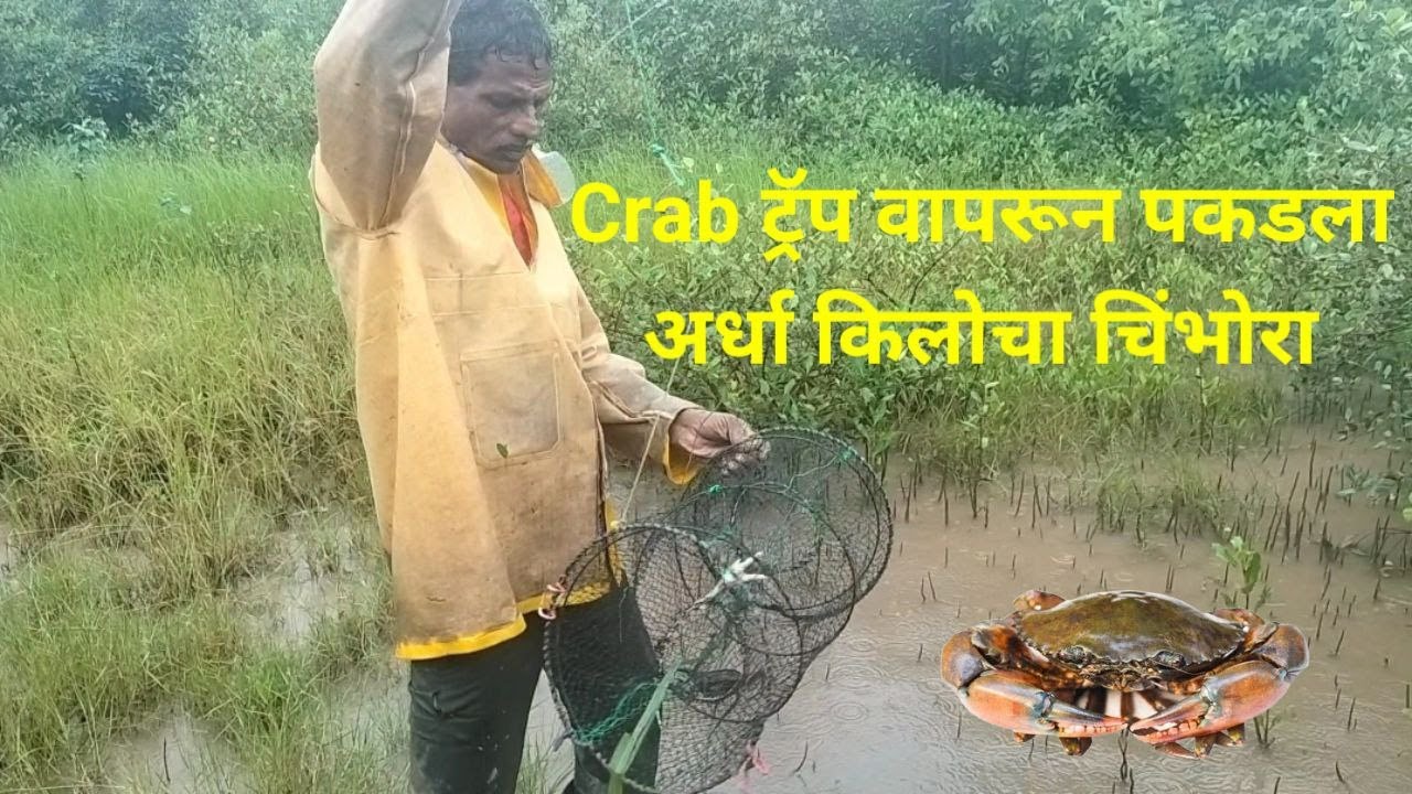 Crab Trap वापरून पकडला अर्धा किलोचा चिंभोरा | खेकडा | Green Crab | चिंभोरी पकडण्याची सोपी पद्धत |