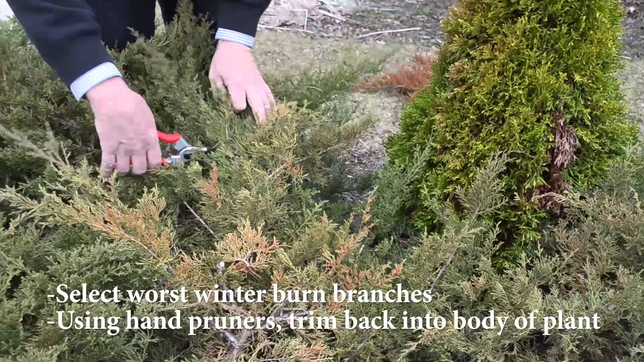 Pruning Winter Burn on Evergreens