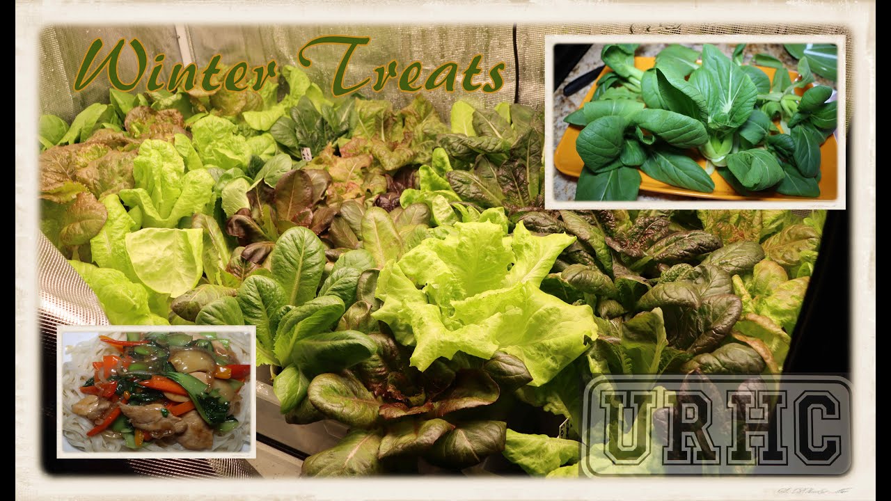 Starting To Harvest And Use The 2022 Winter Lettuce And Bok Choy