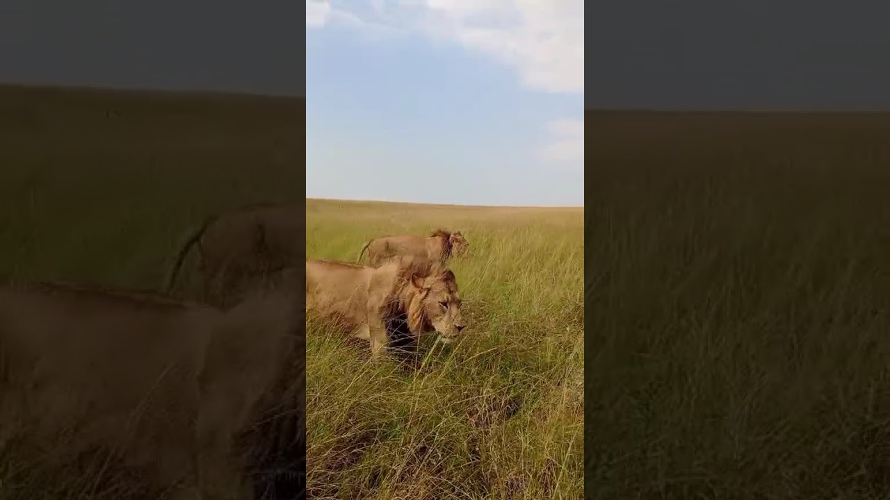 Ever locked eyes with a lion in the wild?