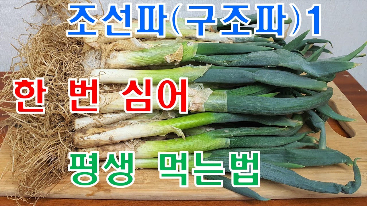 🌱 토종재래종 조선대파(구조파) 한 번 심어 평생 모종 안 사고 키우는 법/조선대파 봄 파종 시기/조선대파 키우기 1