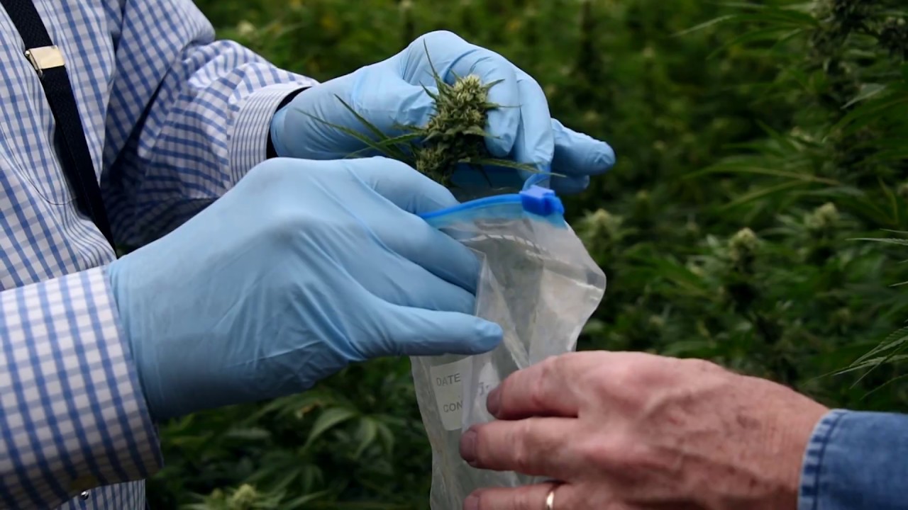 In A Colorado Hemp Field With Dr. Bob Sievers