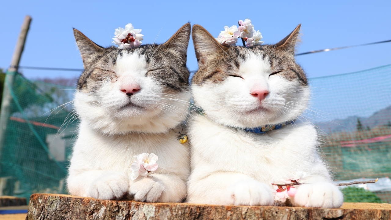 八重梅の花　のせ猫  2026　260415
