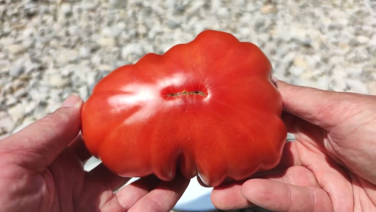 Rote Ochsenherz Tomate Paradeiser Solanum lycopersicum