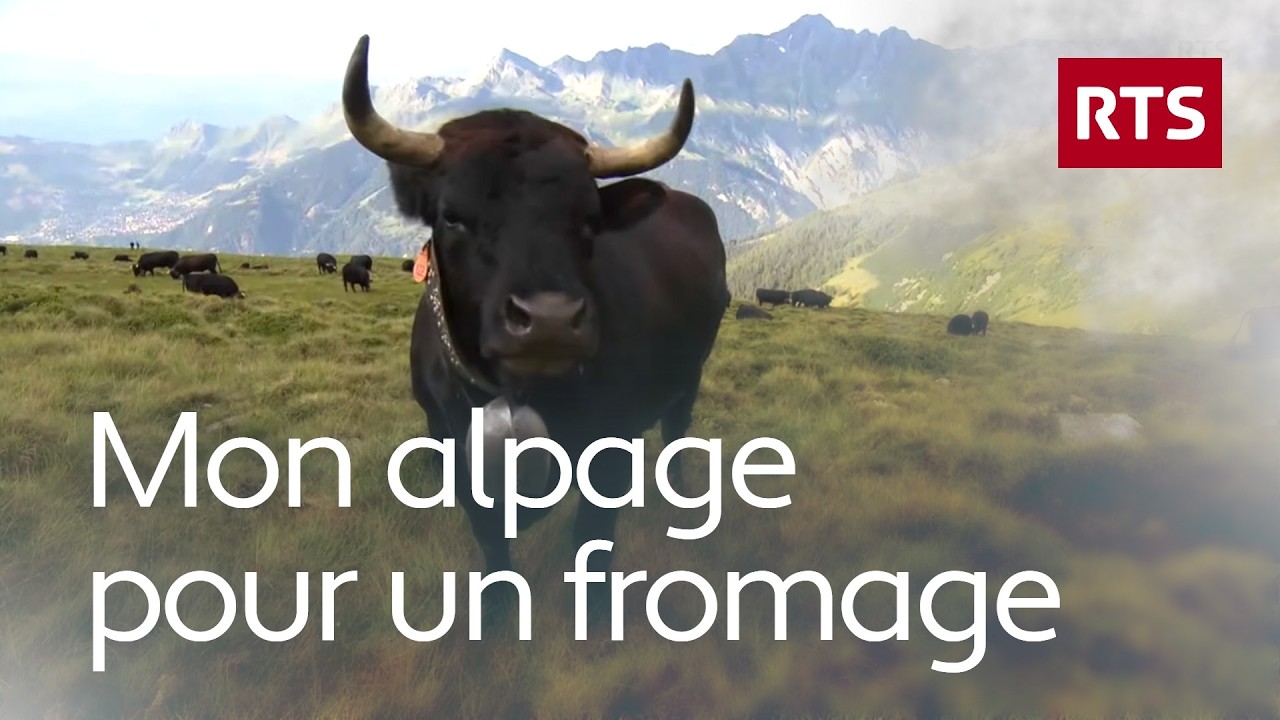 Mon alpage pour un fromage