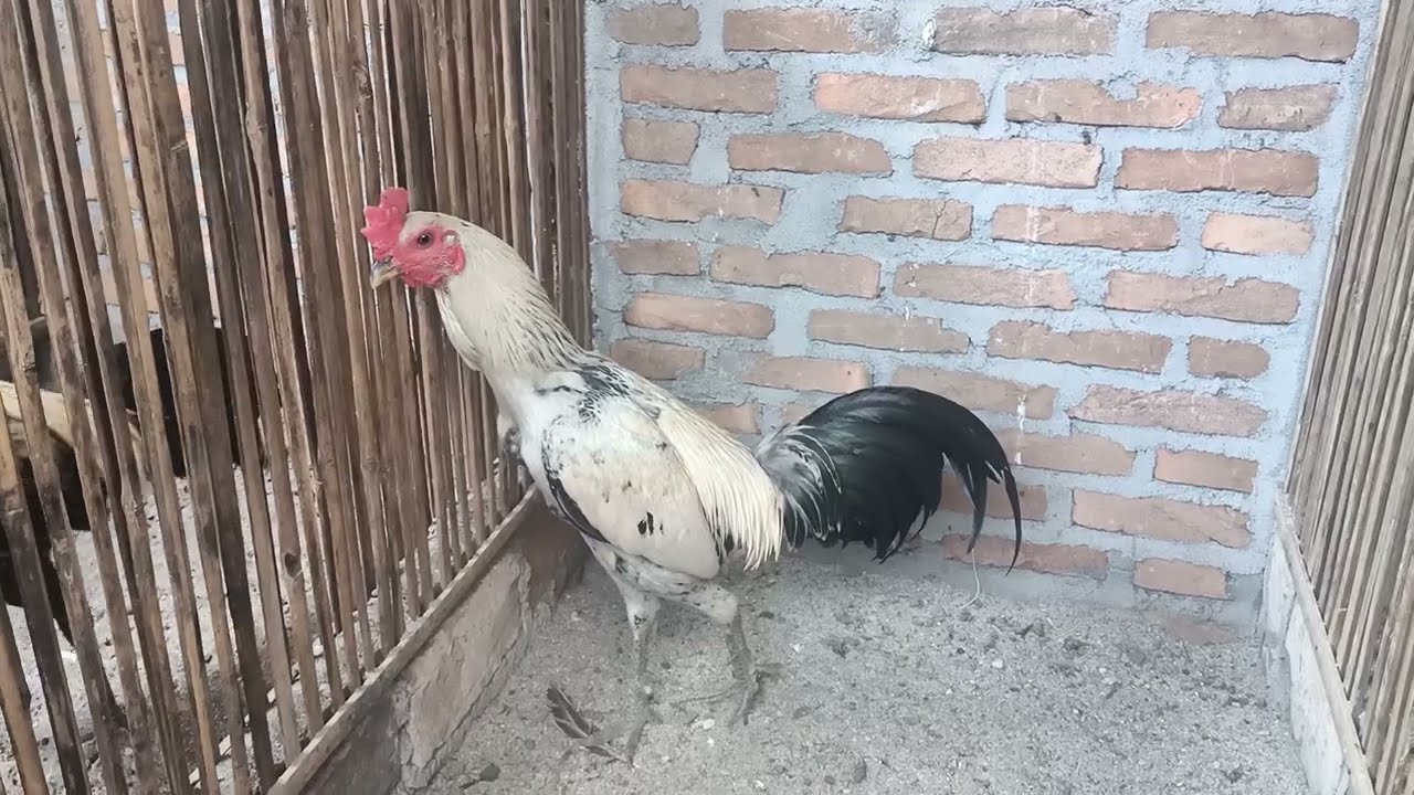 Tips ala saya!!..buat kandang umbaran yg buat ayam selalu sehat