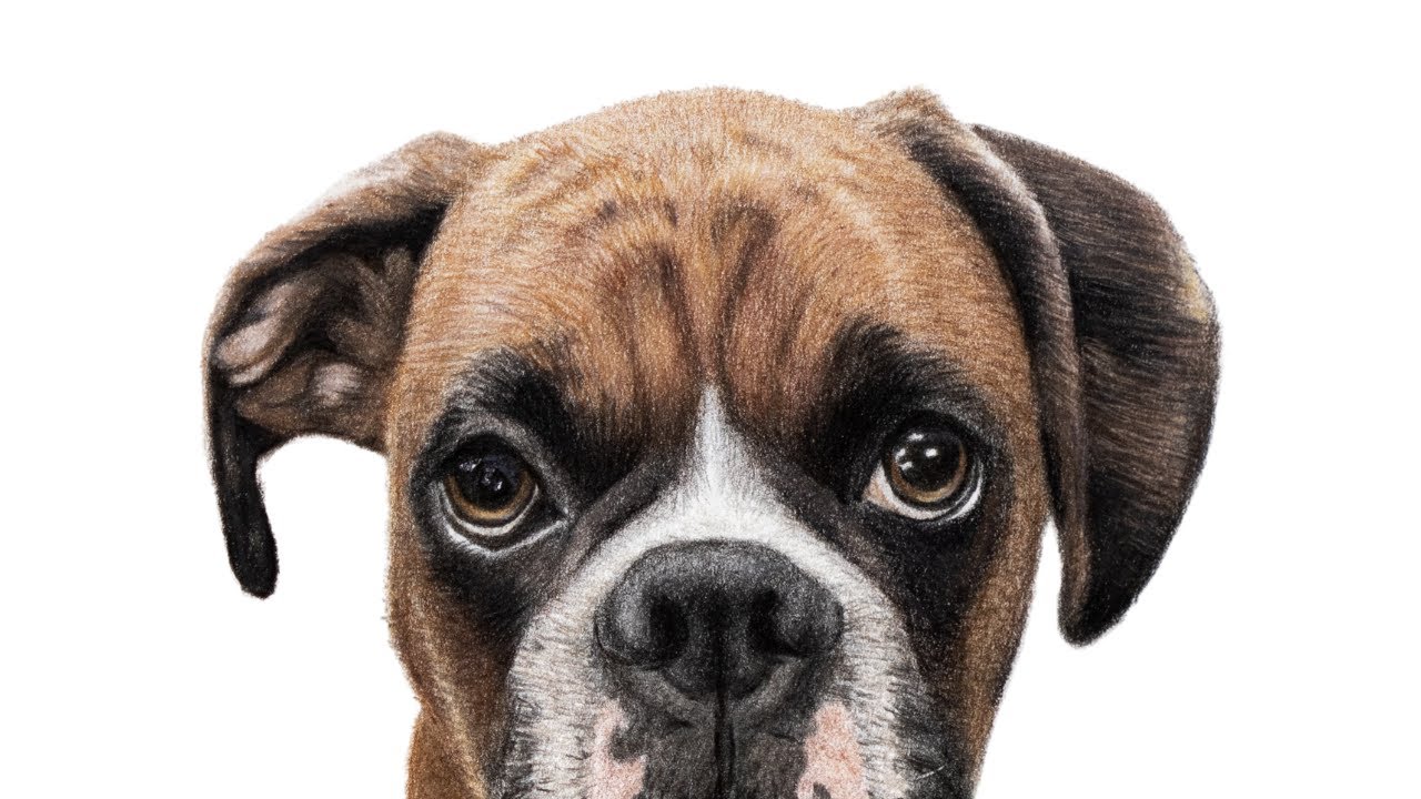Relaxing Boxer dog drawing timelapse
