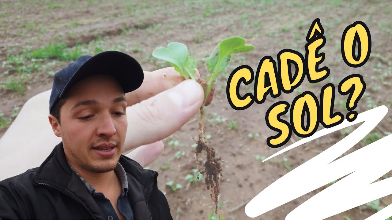 NABO E ERVILHACA 20 DIAS APÓS SEMEADURA
