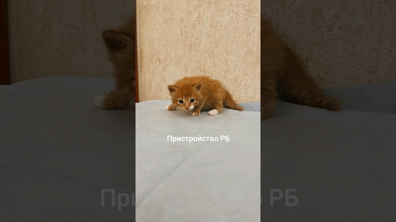 #kotix #пристройство #помощьживотным