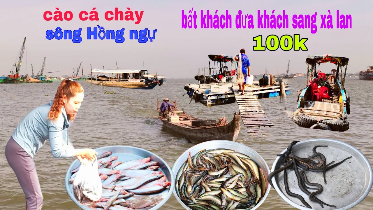 Bất ngờ bắt khách đưa khách sang xà lan hải cảng 100k kiếm tiền chịu cào cá chày thất bại