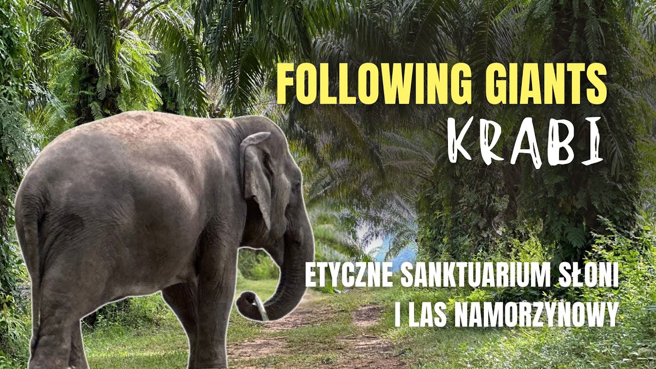 Etyczne sanktuarium słoni w Krabi – Following Giants i namorzyny Tha Pom Klong Song Nam