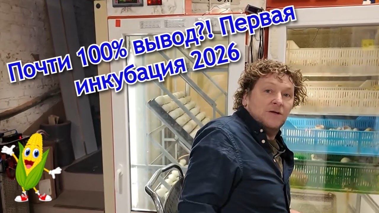 Мы открыли инкубатор… и не поверили глазам!!!