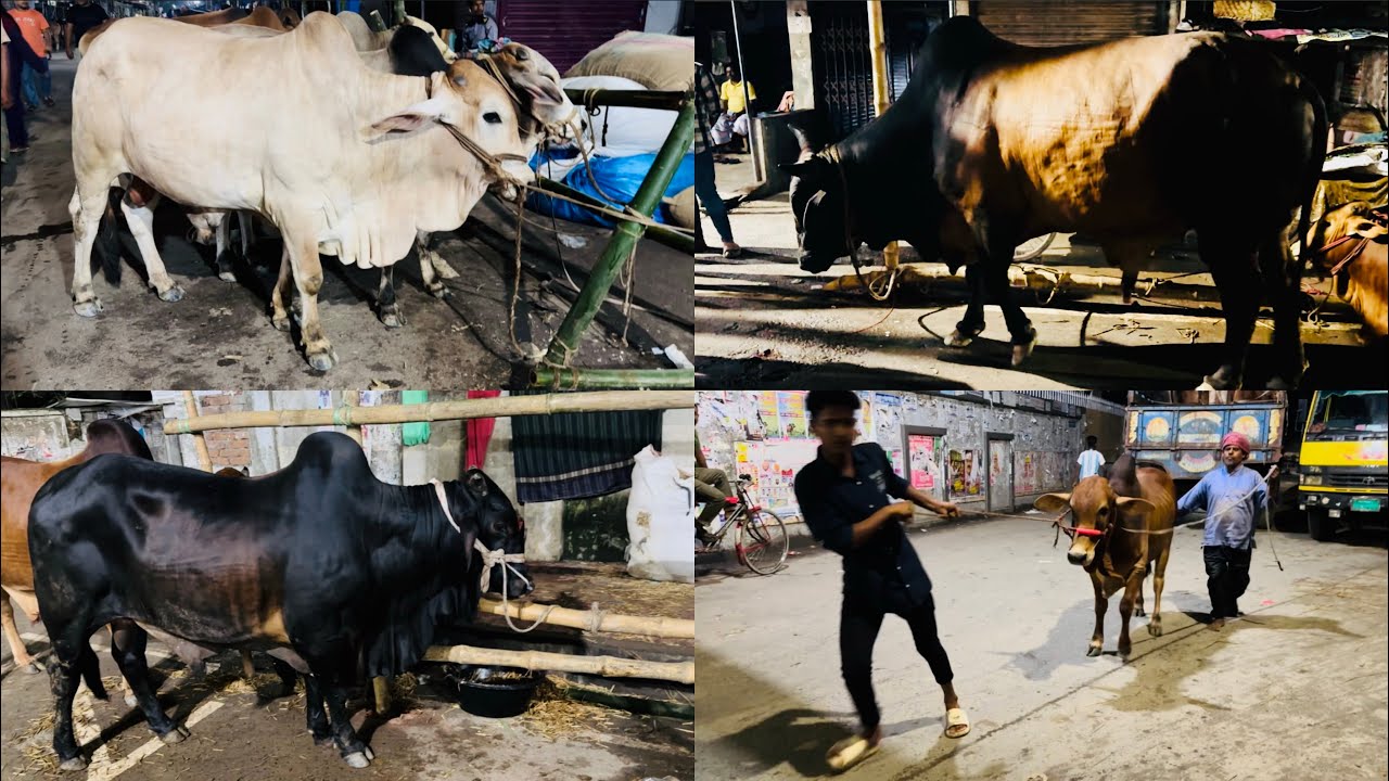 Most beautiful bulls & unloading moments of Hajaribagh haat 2023| Puran Dhaka Qurbani haat #qurbani 