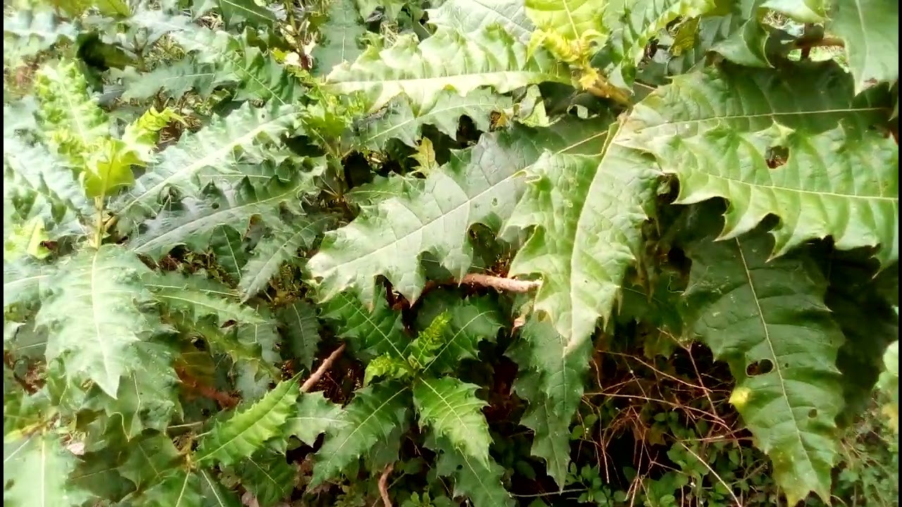 Amatovu Ddagala (medicinal Benefits And Uses)#herb#medicine#organic#botany#nature#plant