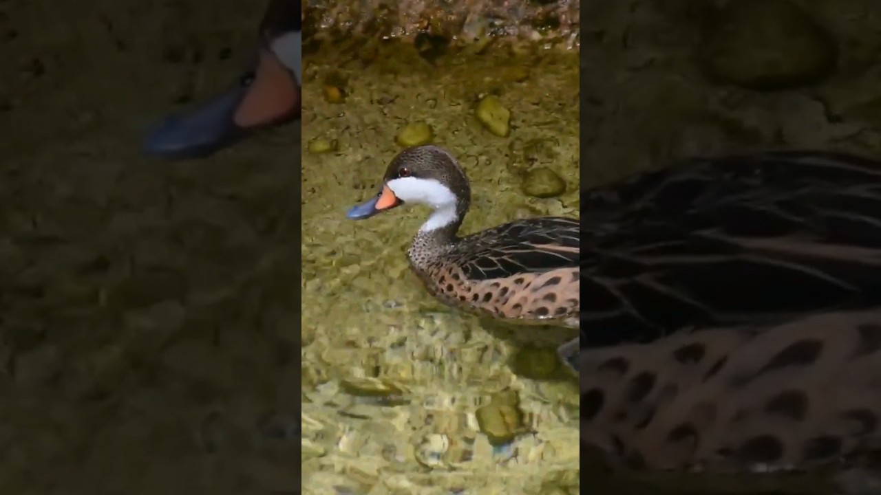 White-cheeked Pintail #shorts #bird #duck #birds #nature