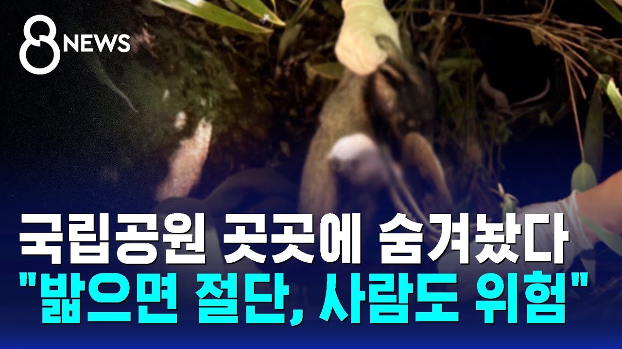 국립공원 곳곳에 숨겨놨다…