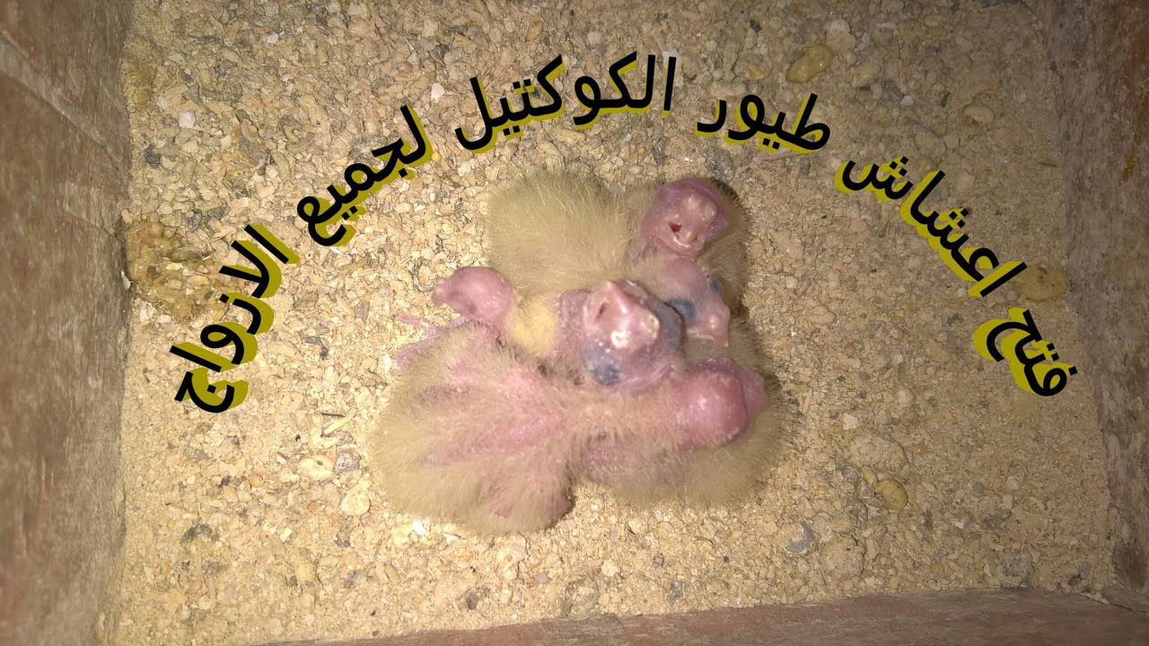 تفقد وفتح اعشاش طيور الكوكتيل في الغرفة كلها