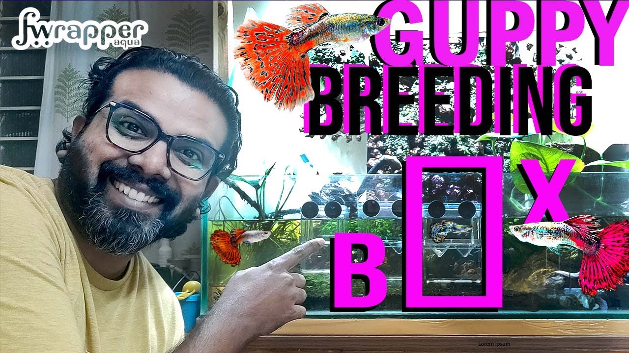 Guppy breeding box || Easy Guppy Breeding Tips
