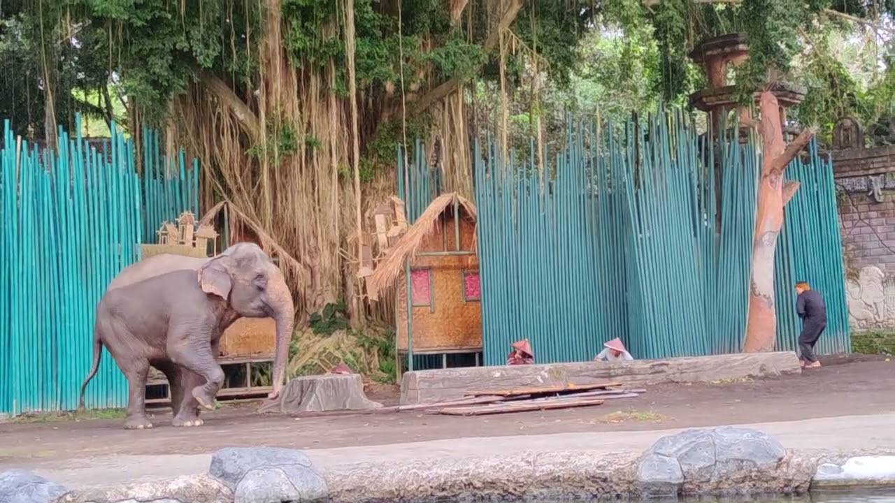 Elephant Show at Bali Safari