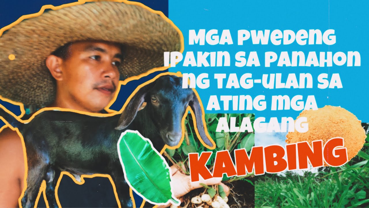 MGA ALTERNATIBONG PAKAIN SA MGA KAMBING TUWING TAG-ULAN