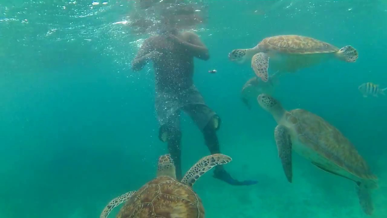 apnée près de Tulum (Snorkeling )