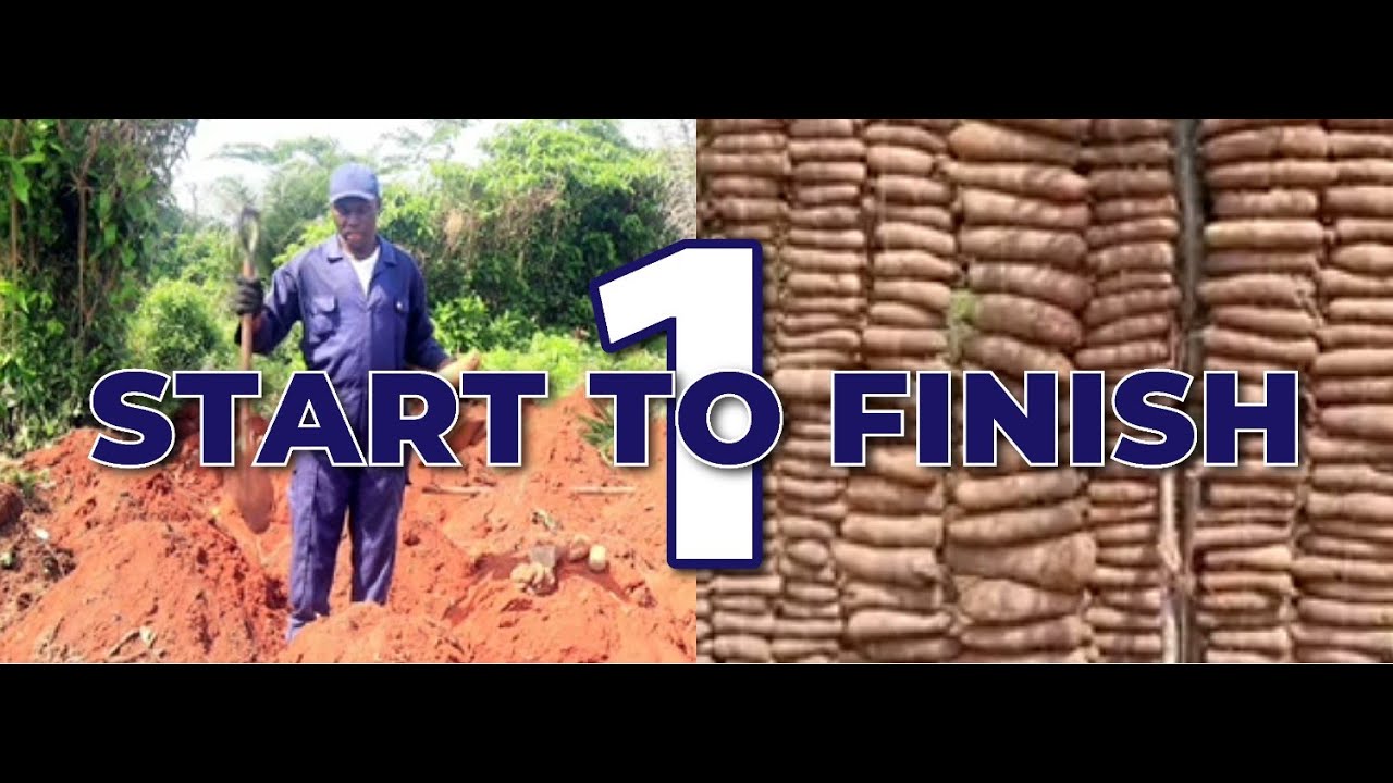 Commercial/Backyard Yam Farming:Step-by-step Guide||All-in-One Compilation (Part 1)#Yam#farming