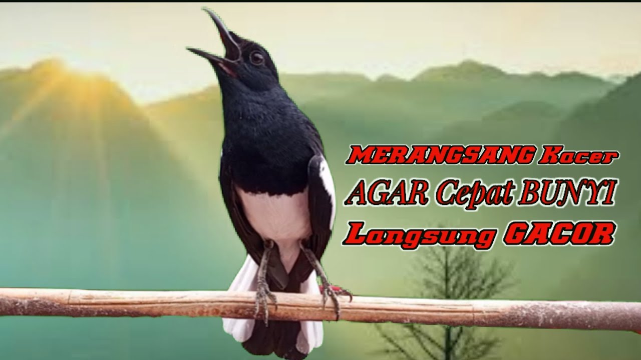 Pancingan kacer ngeplong bikin bahan cepat bunyi gacor, Masteran kacer durasi panjang