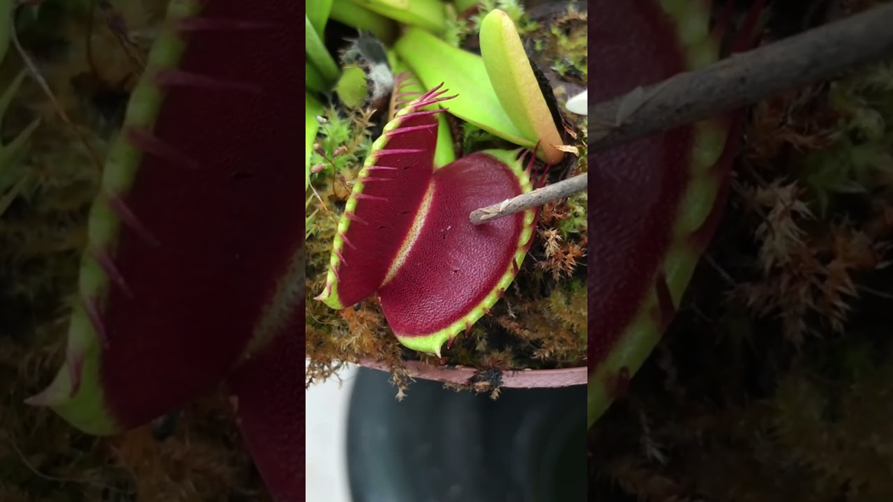BIG CARNIVOROUS PLANTS 🙀🙀🙀