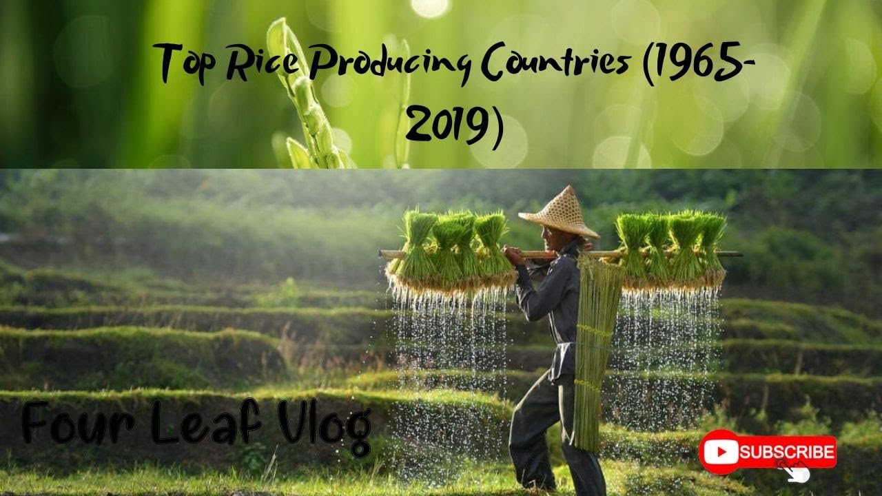 Top Rice Producing Countries (1965-2019)