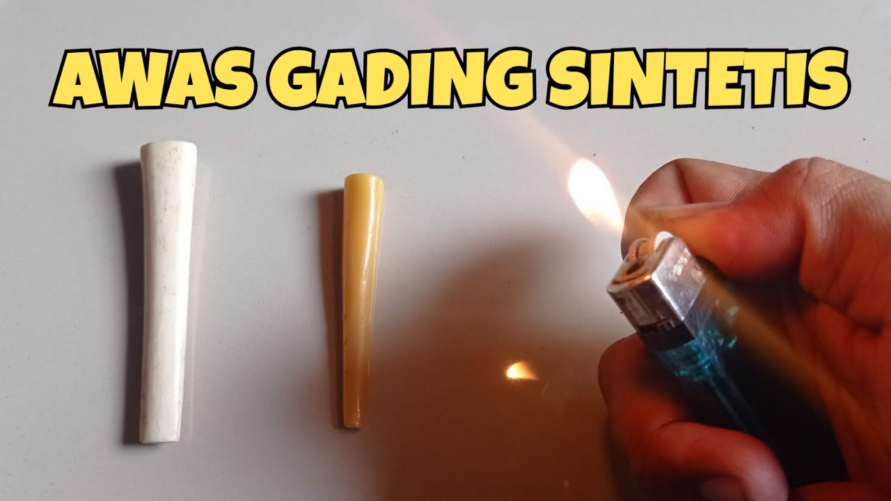 CARA MEMBEDAKAN ONCE PIPA FIBER DAN GADING / IGA DUYUNG / TARING DUYUNG