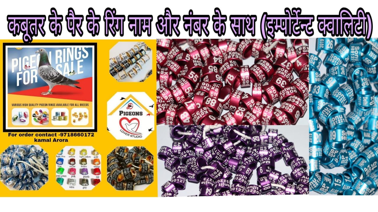 Pigeons leg band rings high quality rings by kamal arora