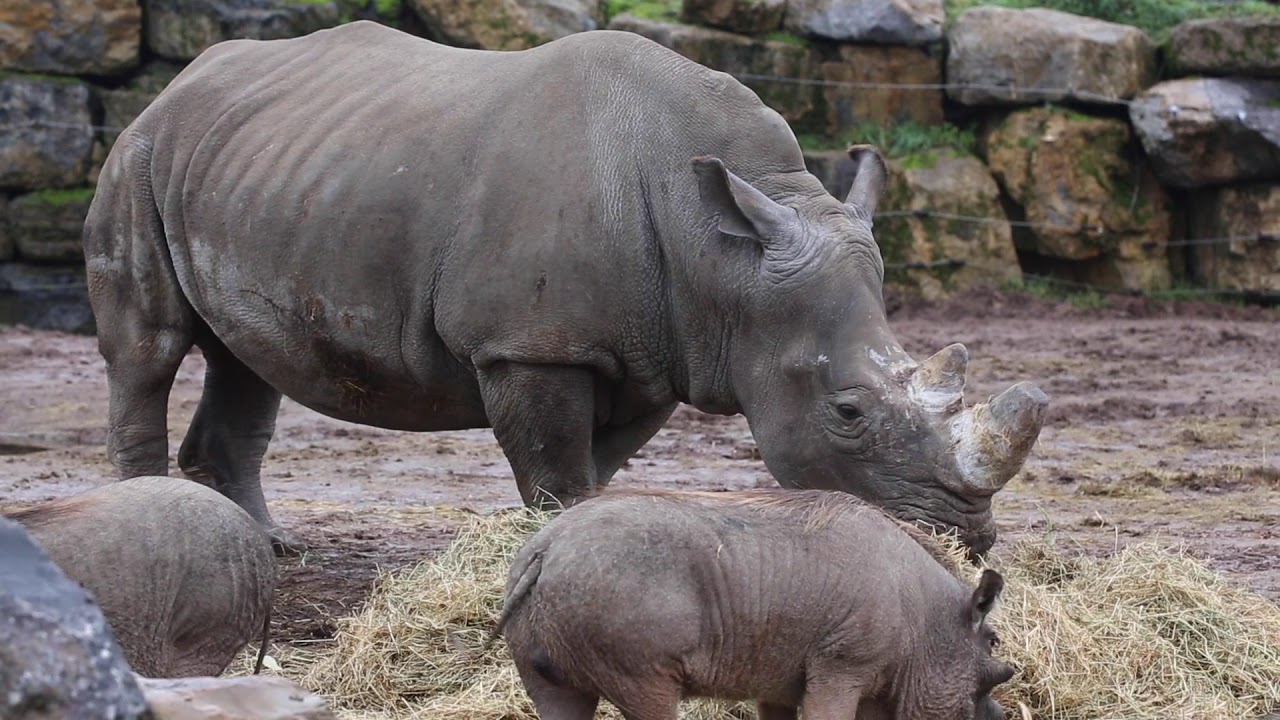 Madiba va donner naissance à un bébé rhino blanc cet automne à Pairi Daiza