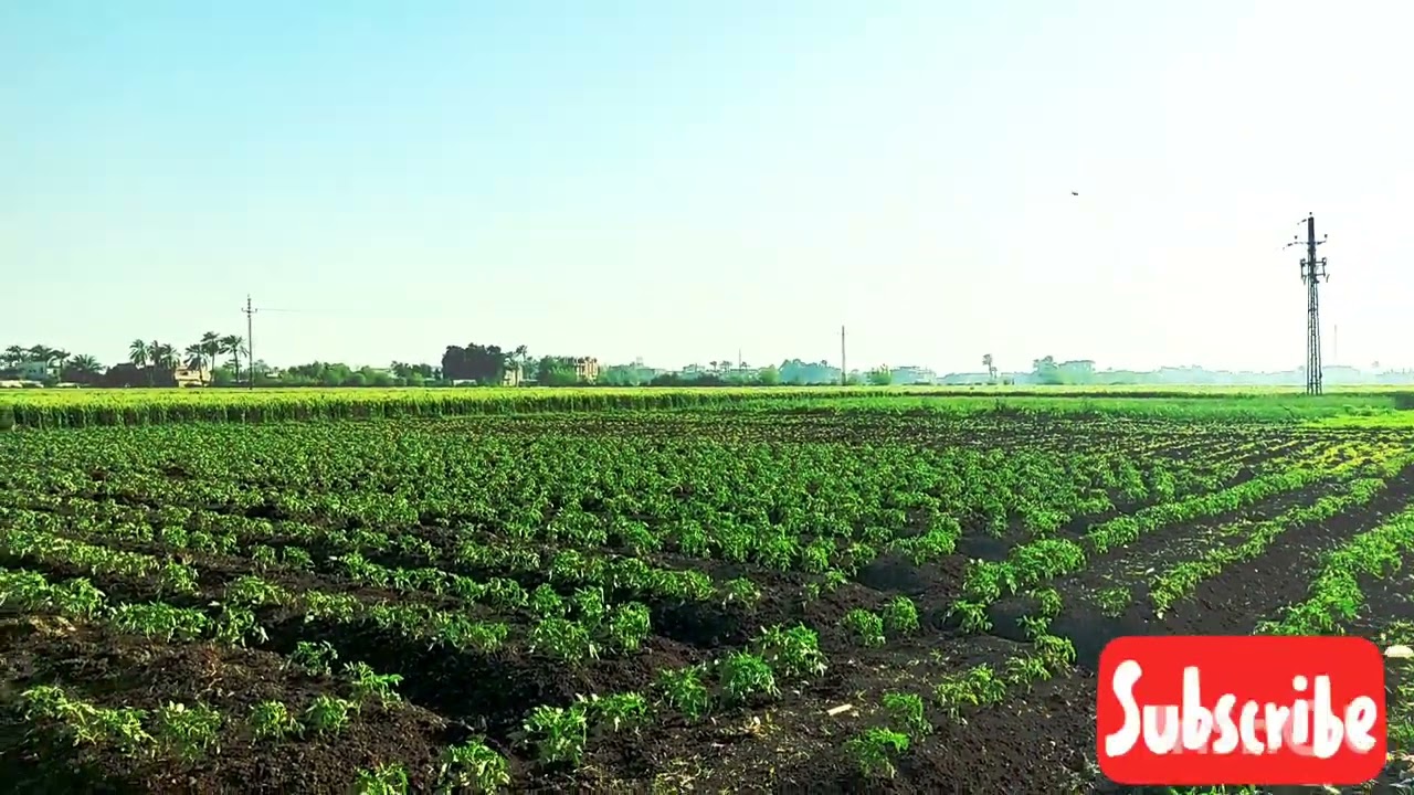 .: أسرار الأدعية في القرآن الكريم  