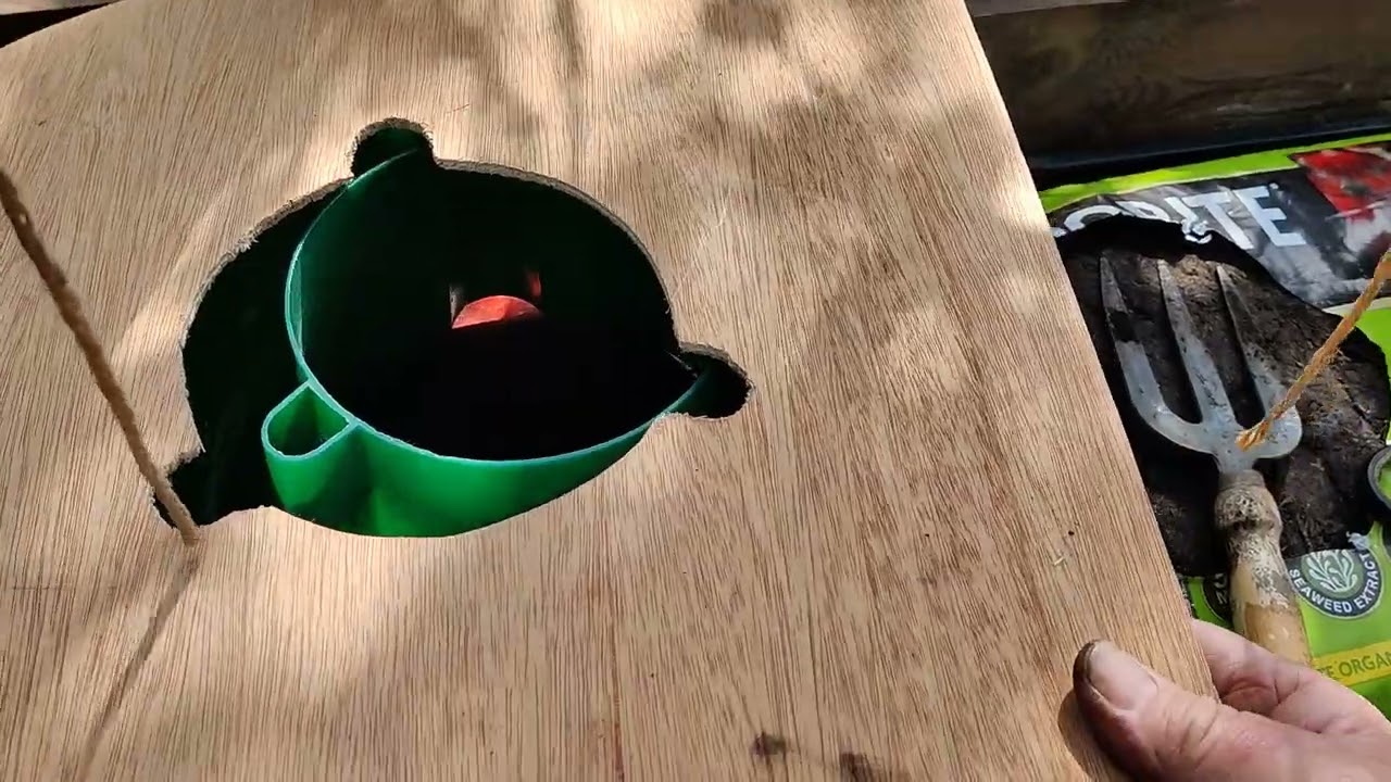 Growing tomatoes in halos.