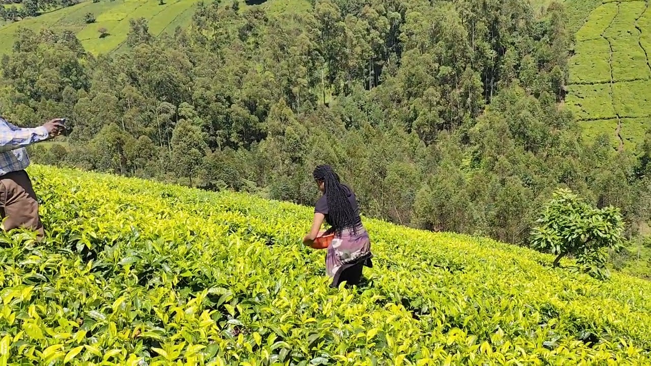 Tutorial for beginners how to put fertilizer on a tea farm.