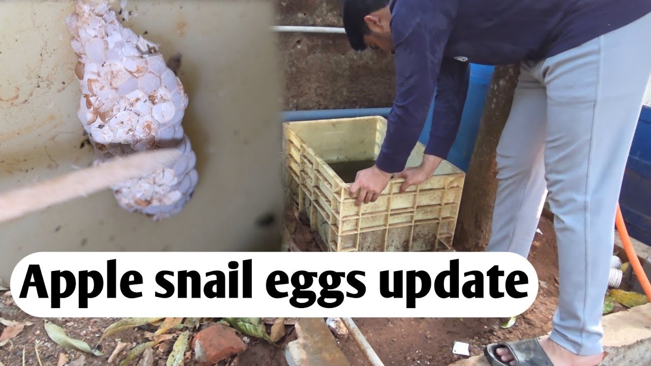 Breaking Snail eggs,Snail eggs updated 