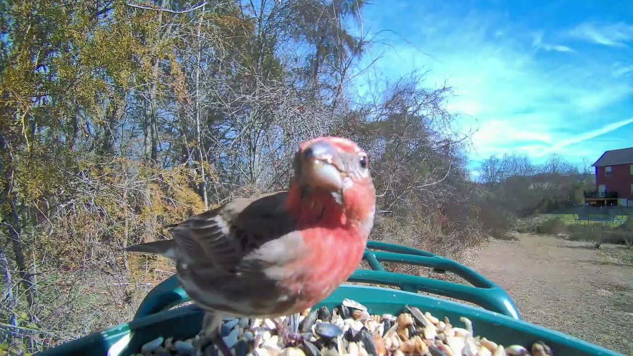 Peaceful Birds at the Feeder | Calm Bird Watching & Natural Sounds (8 Minutes)