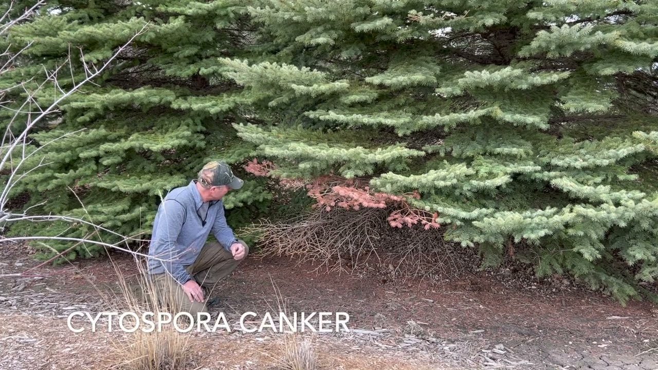 Cytospora Canker on Colorado Spruce? Early symptoms examined.