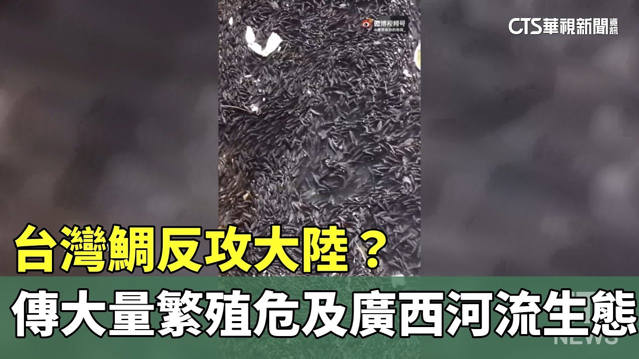 台灣鯛反攻大陸？　傳大量繁殖危及廣西河流生態｜華視新聞 20231030