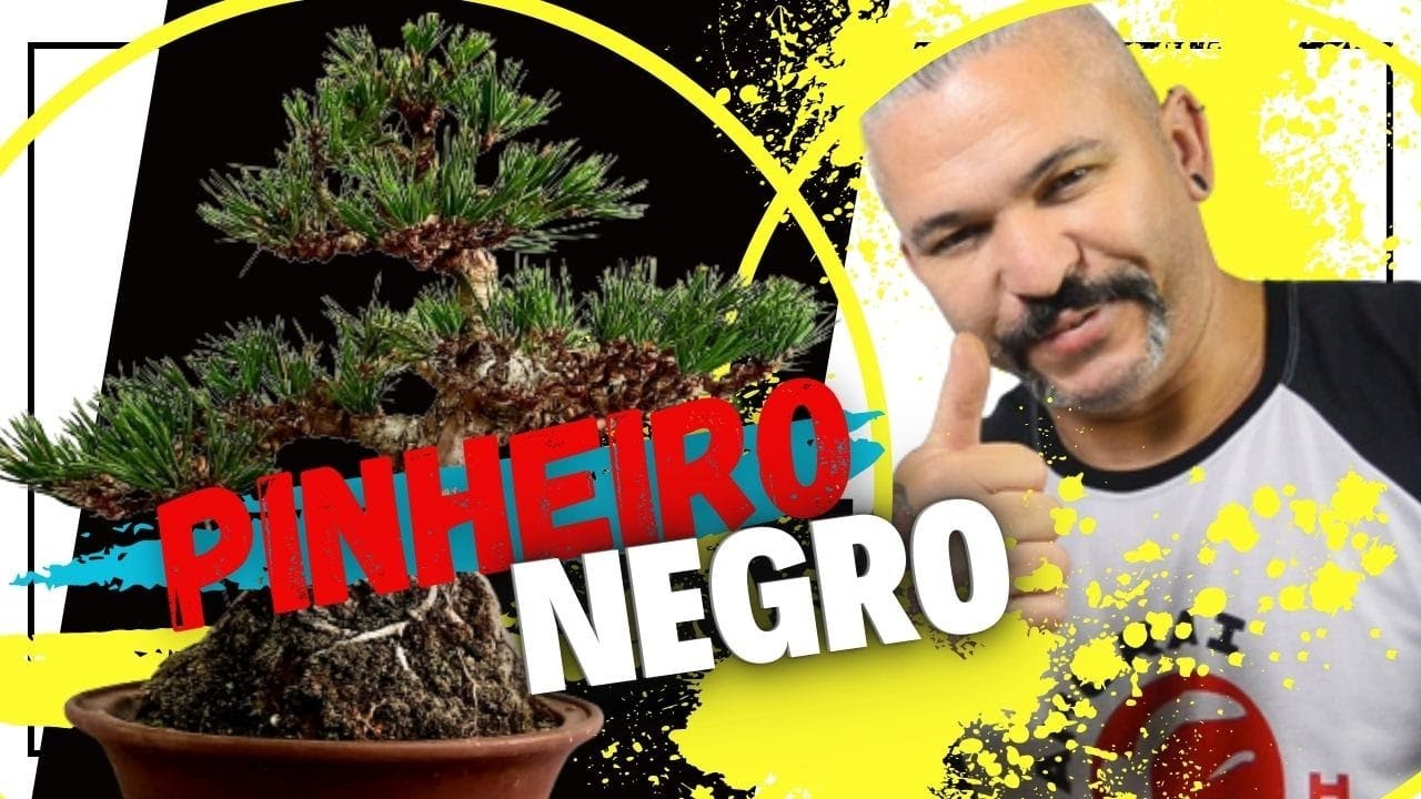 Refinamento de um Bonsai de Pinheiro Negro. Kuromatsu.