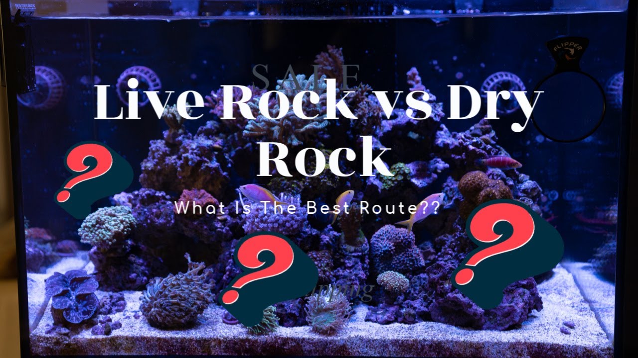 Live Rock vs Dry Rock? Which Route Should You Take?