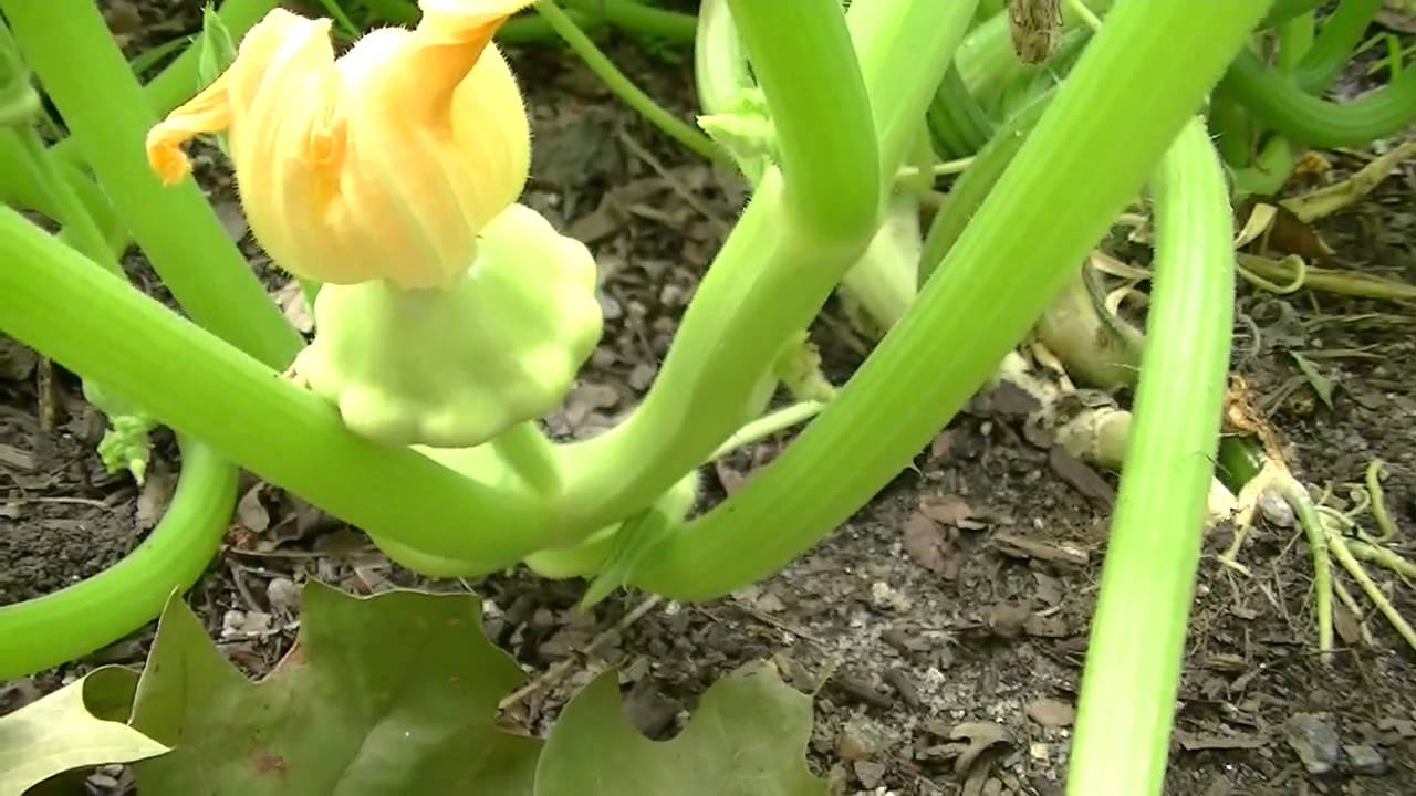 Pattypan Squash