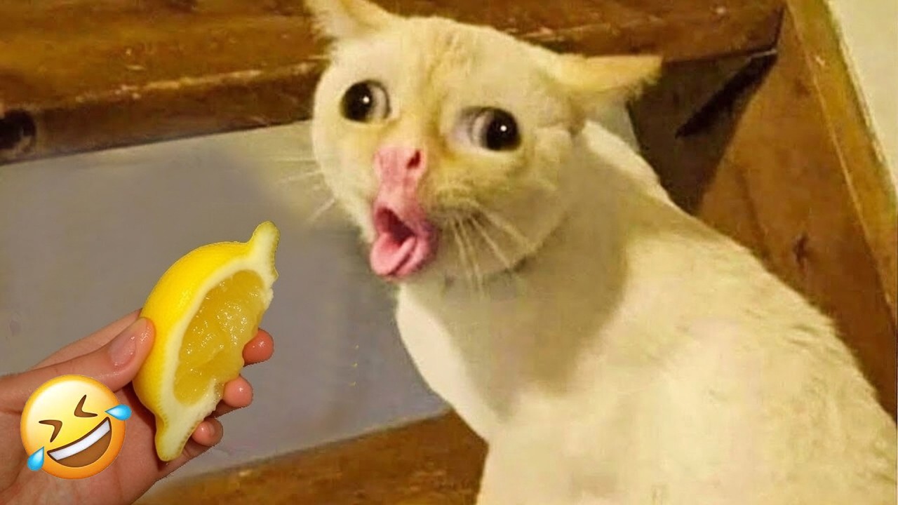Funniest Cats and Dogs Clips 2026😻🐕Try Not To Laugh🎸