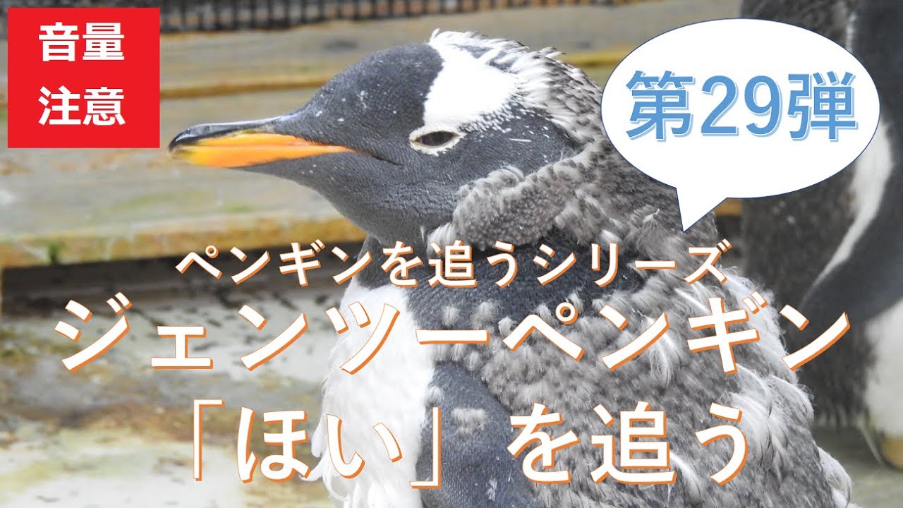 ジェンツーペンギン「ほい」を追う