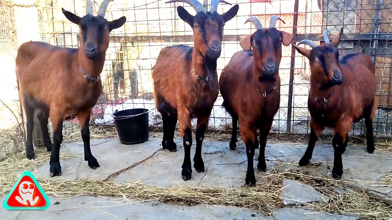 Dimineața la capre .... Alpină Franceză + Metis