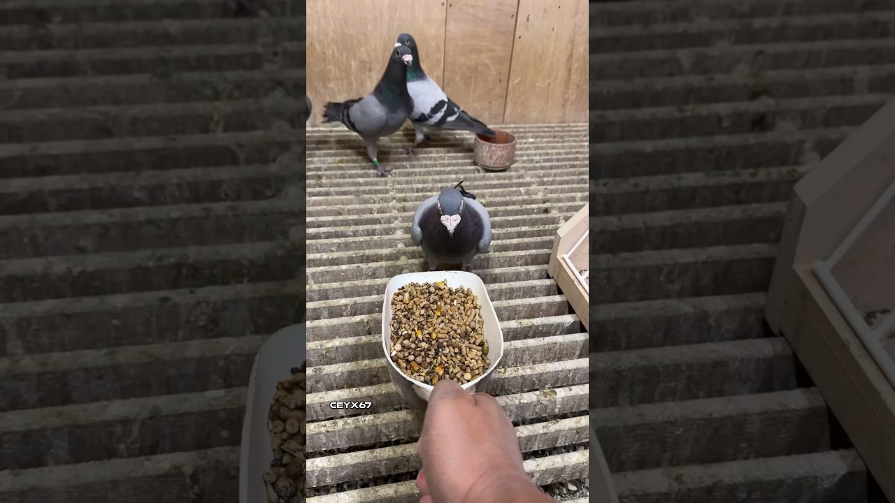 Rohnfried combo: moorgold, immunbooster, and entrobac #ceyxloft #racingpigeons #pigeonracing