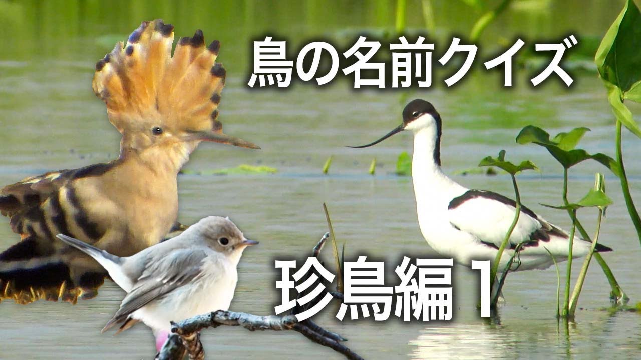 鳥の名前クイズ・珍鳥編１・Bird name quiz / Rare bird in Japan 1